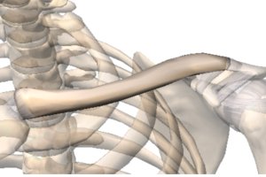 clavicula