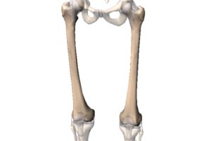 fémur