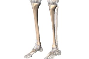 tibia